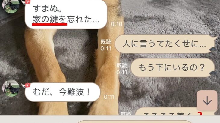 深夜、夫から『家の鍵を忘れた』とLINE→起こされた犬が『怒ってしまうかな』と思いきや…愛を感じる光景が20万再生「優しい」「たまらん」(ブログ)