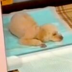 トイレの上で寝てしまう犬→やめさせるために『もう1匹の犬と寝ること』を教えた結果…『衝撃の光景』が63万再生「ドヤ顔ｗ」「なんてこった」(ブログ)