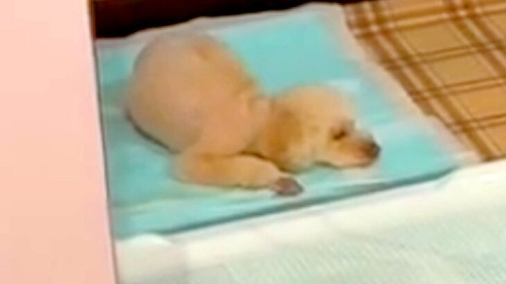 トイレの上で寝てしまう犬→やめさせるために『もう1匹の犬と寝ること』を教えた結果…『衝撃の光景』が63万再生「ドヤ顔ｗ」「なんてこった」(ブログ)
