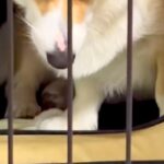 訳あって『犬にハウスをさせた』結果→柵越しにブチギレてしまい…怖すぎる『衝撃の表情』に反響「顔に出過ぎｗｗ」「メンチの切り方がプロで草」(ブログ)