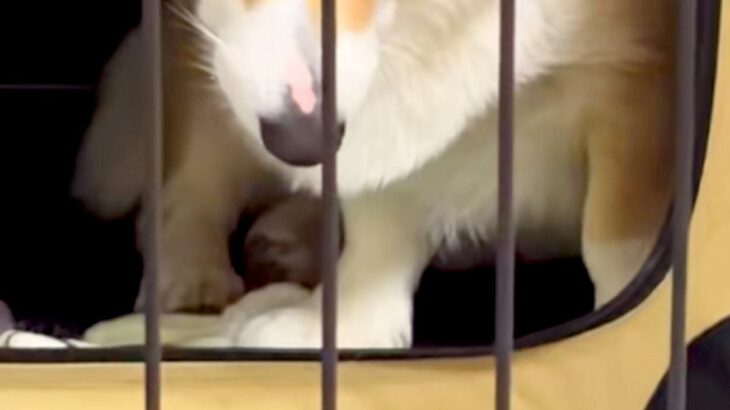 訳あって『犬にハウスをさせた』結果→柵越しにブチギレてしまい…怖すぎる『衝撃の表情』に反響「顔に出過ぎｗｗ」「メンチの切り方がプロで草」(ブログ)
