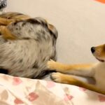『絶対にママの腕枕で寝たい犬』VS『意地でも退かない犬』わかりやすく抗議をする光景が51万再生「鳴き声がおもちゃみたいｗ」「笑顔になる」(ブログ)