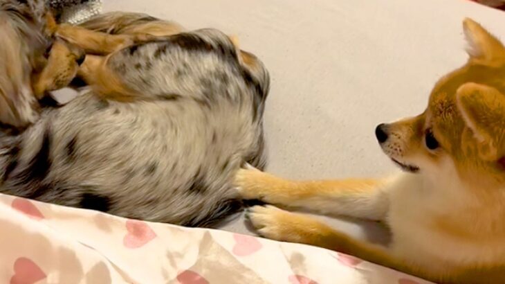 『絶対にママの腕枕で寝たい犬』VS『意地でも退かない犬』わかりやすく抗議をする光景が51万再生「鳴き声がおもちゃみたいｗ」「笑顔になる」(ブログ)