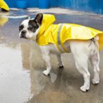 梅雨に気をつけたい『犬の病気』5選　湿気が原因による注意すべき症状まで(ブログ)