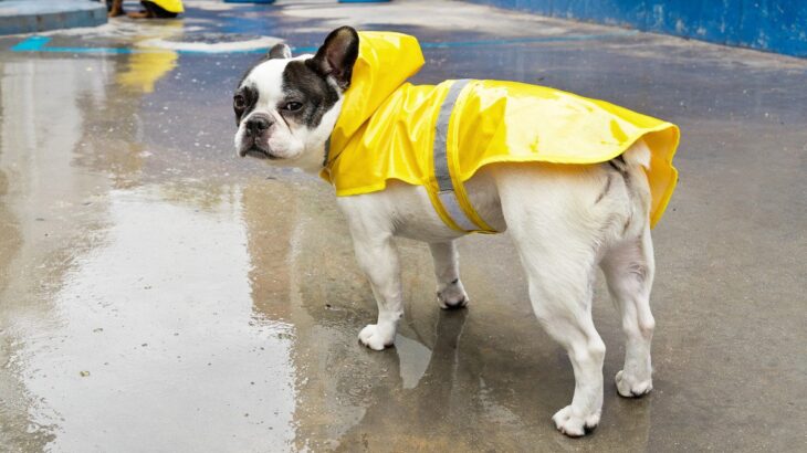 梅雨に気をつけたい『犬の病気』5選　湿気が原因による注意すべき症状まで(ブログ)