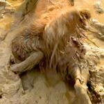 雨上がり、車で2匹の大型犬と広場へ→水溜まりを発見した瞬間に…悲惨すぎる『衝撃的な光景』が125万再生「絶対わざとｗｗ」「絶望で草」(ブログ)