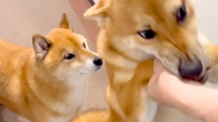 大好きな人が遊びにきて喜ぶ犬→弟犬が甘えていたら…想像以上に『ヤキモチを妬く光景』が38万再生「感情爆発してて可愛い」「独占したいんだ」(ブログ)