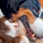 『40キロ越えの超大型犬』と『たった2キロの極小犬』→サイズ差が凄くても…愛おしすぎる『凸凹コンビ』に絶賛「やばい癒された」「憧れる」(ブログ)
