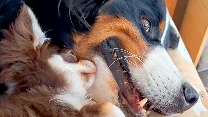 『40キロ越えの超大型犬』と『たった2キロの極小犬』→サイズ差が凄くても…愛おしすぎる『凸凹コンビ』に絶賛「やばい癒された」「憧れる」(ブログ)