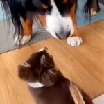 極小子犬と40キロの超大型犬が『一緒に遊んだ』結果→とんでもなく尊い『サイズ差』に思わず悶絶「大きさ違いすぎてｗｗ」「早送りみたいで草」(ブログ)