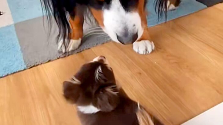 極小子犬と40キロの超大型犬が『一緒に遊んだ』結果→とんでもなく尊い『サイズ差』に思わず悶絶「大きさ違いすぎてｗｗ」「早送りみたいで草」(ブログ)