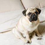 犬の危険な『座り方』3選　放っておくと重症化する可能性も…病気のサインまで解説(ブログ)