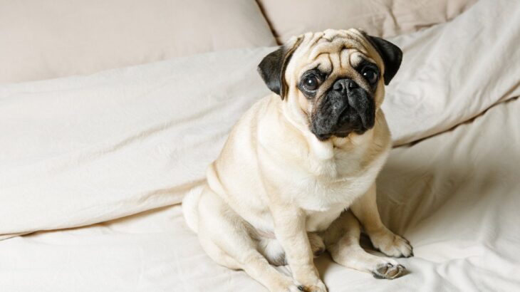 犬の危険な『座り方』3選　放っておくと重症化する可能性も…病気のサインまで解説(ブログ)