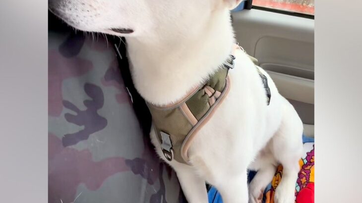 車のワイパーを交換した結果→音が鳴るようになってしまい、一緒に乗った犬が…抱きしめたくなる『反応』が20万再生「可哀想だけど可愛いｗ」(ブログ)