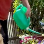 おばあちゃんがお花に水やりをしていたら、なぜか大型犬が近づいて…『ぼくもお手伝いするよ』愛に溢れた優しい光景に絶賛「偉いね」「お水ｗ」(ブログ)