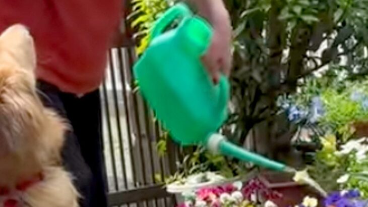おばあちゃんがお花に水やりをしていたら、なぜか大型犬が近づいて…『ぼくもお手伝いするよ』愛に溢れた優しい光景に絶賛「偉いね」「お水ｗ」(ブログ)