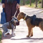 犬が不満を感じる『散歩の仕方』５選　毎日の散歩を楽しんでもらうためにできることまで(ブログ)