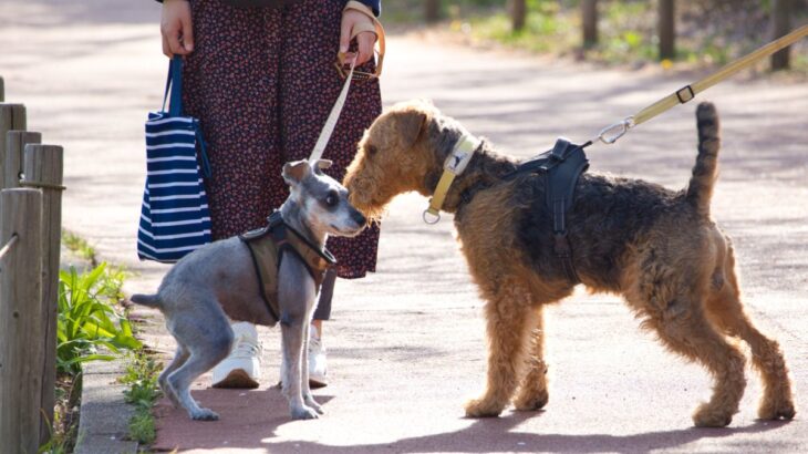 犬が不満を感じる『散歩の仕方』５選　毎日の散歩を楽しんでもらうためにできることまで(ブログ)