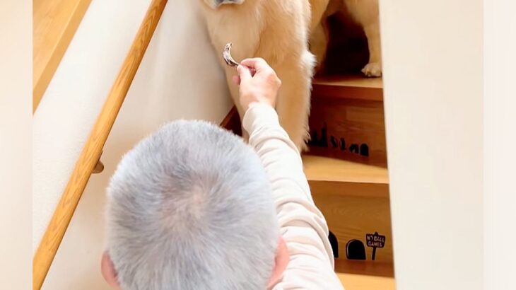『おじいちゃんとの留守番』を大型犬にお願いした結果→『置いて行かれる』と察して…わかりやす過ぎる態度が41万再生「感情がｗ」「疑いの目」(ブログ)