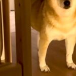 赤ちゃんを寝かしつけた後、寝室まで様子を見に来た犬→『おいで』と言うと…まさかの『ツンデレすぎる展開』に反響「柴距離発動ｗ」「たまらん」(ブログ)