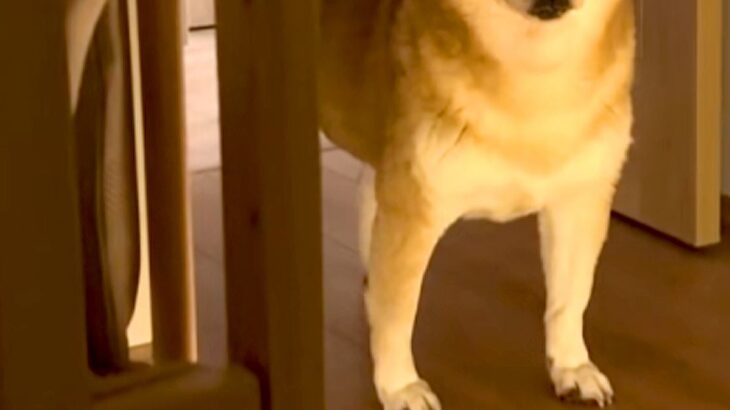 赤ちゃんを寝かしつけた後、寝室まで様子を見に来た犬→『おいで』と言うと…まさかの『ツンデレすぎる展開』に反響「柴距離発動ｗ」「たまらん」(ブログ)