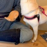 『リアル過ぎる人形』を前にした2匹の犬→近づいたと思ったら…勘違いで見せた『まさかの行動』が70万表示「手確認するの草」「騙されたねｗ」(ブログ)