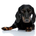 人間の常識は通用しない？！ダックスフンドに多い『犬の円形脱毛症』の真実【獣医師執筆】(ブログ)