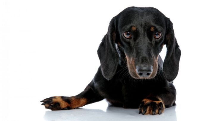 人間の常識は通用しない？！ダックスフンドに多い『犬の円形脱毛症』の真実【獣医師執筆】(ブログ)