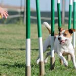 犬が『賢く育つ』ためにできることはあるの？特別なトレーニングは必要？しつけの秘訣まで(ブログ)