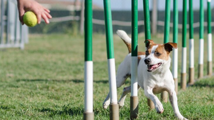 犬が『賢く育つ』ためにできることはあるの？特別なトレーニングは必要？しつけの秘訣まで(ブログ)