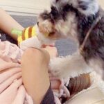 眠気の限界が来たので、お昼寝しようとした結果→犬がおもちゃを持ってきて…譲れない攻防戦と『素敵すぎる展開』に反響「可愛い」「幸せな時間」(ブログ)