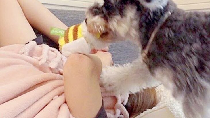 眠気の限界が来たので、お昼寝しようとした結果→犬がおもちゃを持ってきて…譲れない攻防戦と『素敵すぎる展開』に反響「可愛い」「幸せな時間」(ブログ)