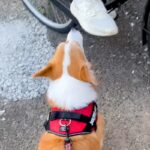 『学校帰りのお姉ちゃん』に遭遇した犬→お散歩を続けようとした結果…『まさかの行動』が愛に溢れていると25万再生「笑った」「大好きなんだ」(ブログ)