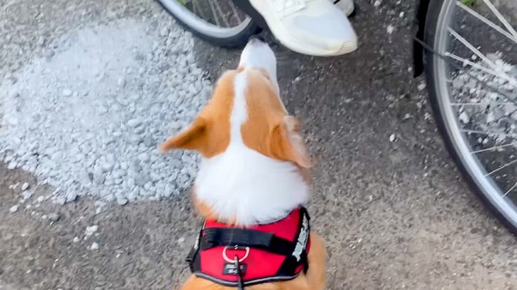 『学校帰りのお姉ちゃん』に遭遇した犬→お散歩を続けようとした結果…『まさかの行動』が愛に溢れていると25万再生「笑った」「大好きなんだ」(ブログ)