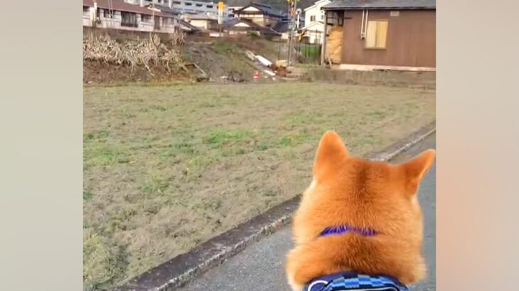 電車を見に来た犬→車両が近づいてきたら『別の場所』が気になってしまい…まさかの『天然っぷり』が18万再生「ウケるｗｗ」「もー可愛すぎ」(ブログ)