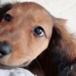毛がツルツルしている子犬を飼った結果→3年後…想像もできなかった『衝撃的な現在』が16万表示「何があったんだｗｗ」「目は変わってない」(ブログ)