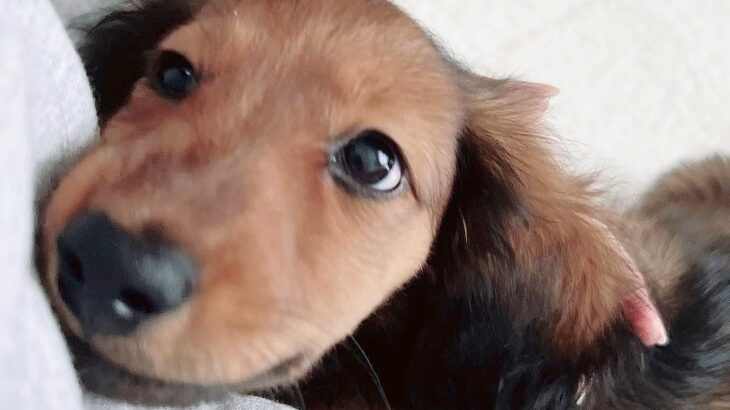 毛がツルツルしている子犬を飼った結果→3年後…想像もできなかった『衝撃的な現在』が16万表示「何があったんだｗｗ」「目は変わってない」(ブログ)