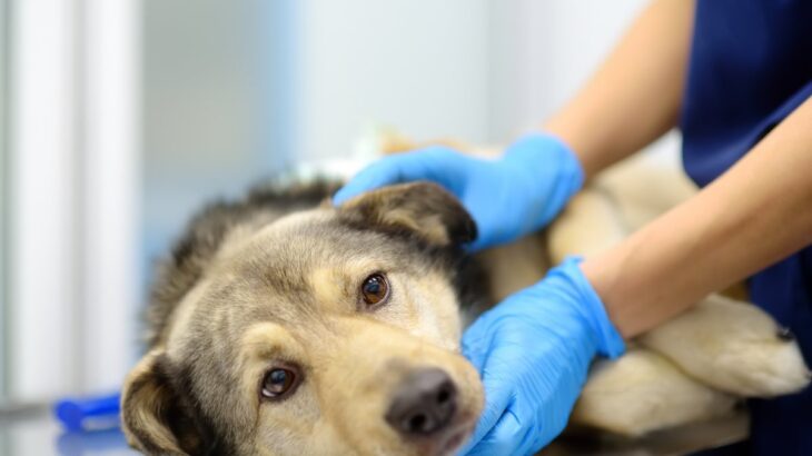 犬の致死率が高い『病気』５選　初期段階でみられる危険な症状や発症する要因まで(ブログ)