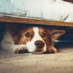 犬の『テンションが急に下がる』理由4つ　落ち込んでいるときにみせる仕草や行動とは？(ブログ)