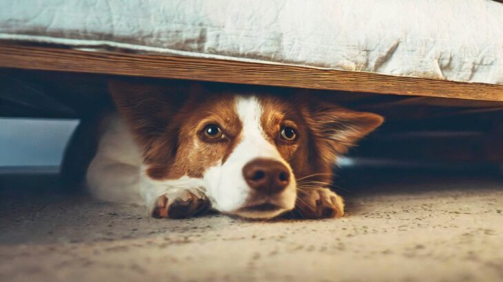 犬の『テンションが急に下がる』理由4つ　落ち込んでいるときにみせる仕草や行動とは？(ブログ)