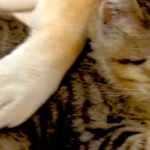 『犬が大好きな元野良猫』と『塩対応な犬』が一緒に眠ったら→おててを添えて…絵本のような『尊すぎる光景』が46万再生「素敵」「カップルｗ」(ブログ)