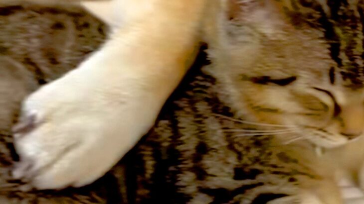 『犬が大好きな元野良猫』と『塩対応な犬』が一緒に眠ったら→おててを添えて…絵本のような『尊すぎる光景』が46万再生「素敵」「カップルｗ」(ブログ)