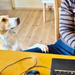 犬が飼い主に『何かを伝えようとしている』サイン4つ　見逃したくないボディランゲージとは？(ブログ)