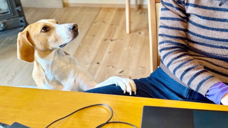 犬が飼い主に『何かを伝えようとしている』サイン4つ　見逃したくないボディランゲージとは？(ブログ)