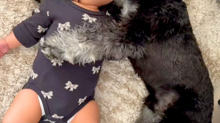 朝、赤ちゃんの隣で寝転がる犬→まるで『寝かしつけている』ようで…あまりにも尊い『平和すぎる光景』が29万再生「幸せの具現化」「腕枕が…」(ブログ)