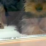 5万円で売れ残った『左足が曲がっている犬』→何日も悩み、飼った結果…涙が止まらない光景が151万再生「運命の出会い」「待ってたんだ」(ブログ)