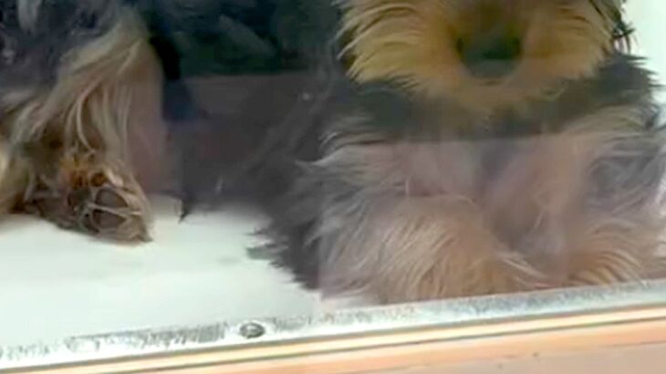 5万円で売れ残った『左足が曲がっている犬』→何日も悩み、飼った結果…涙が止まらない光景が151万再生「運命の出会い」「待ってたんだ」(ブログ)