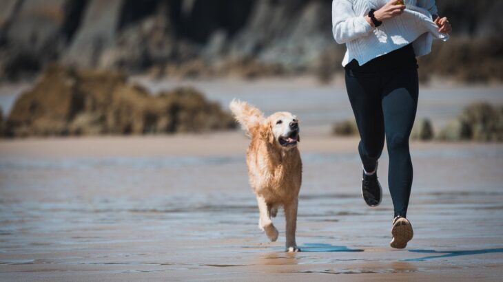 『犬に追いかけられる夢』を見る心理4選　どんな意味があるの？飼い主の精神状態まで(ブログ)