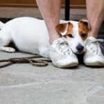 犬が人を怖いと思っているときにみせるサイン7選　恐怖を感じているときの行動や適切な対応まで(ブログ)