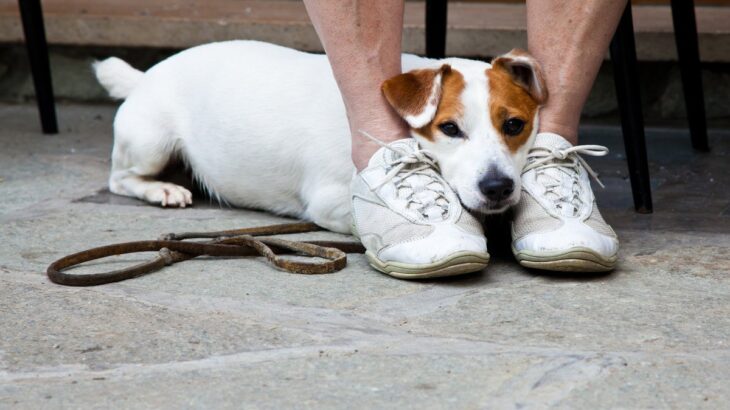 犬が人を怖いと思っているときにみせるサイン7選　恐怖を感じているときの行動や適切な対応まで(ブログ)